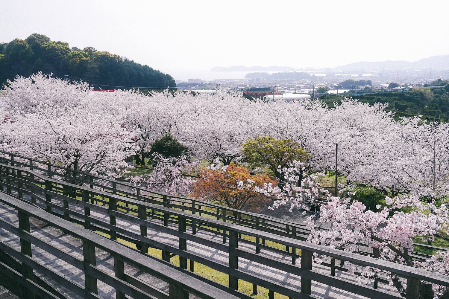 豊岡湖公園 桜
