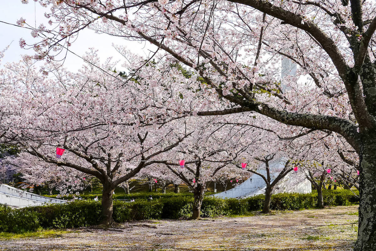 中央公園 桜