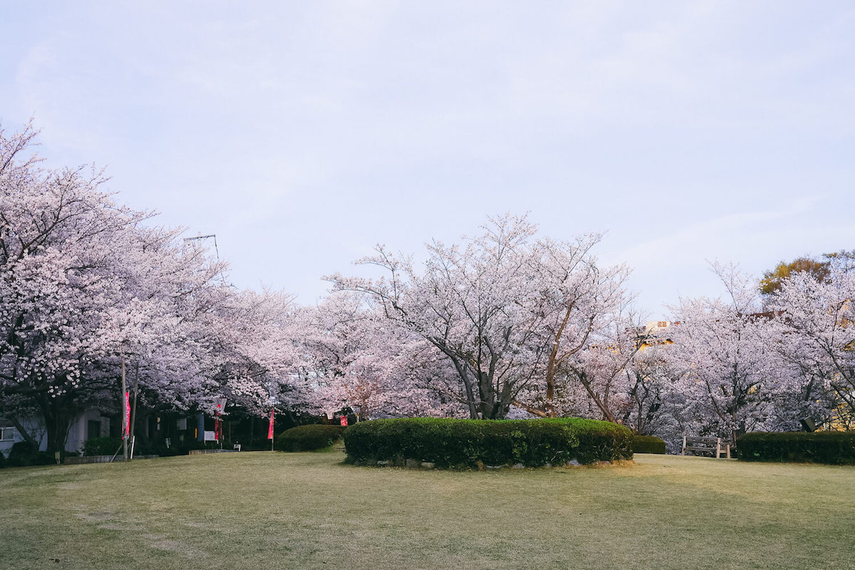 西浦園地 桜